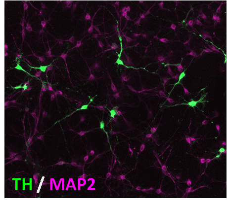 TH_MAP2 TH_MAP2