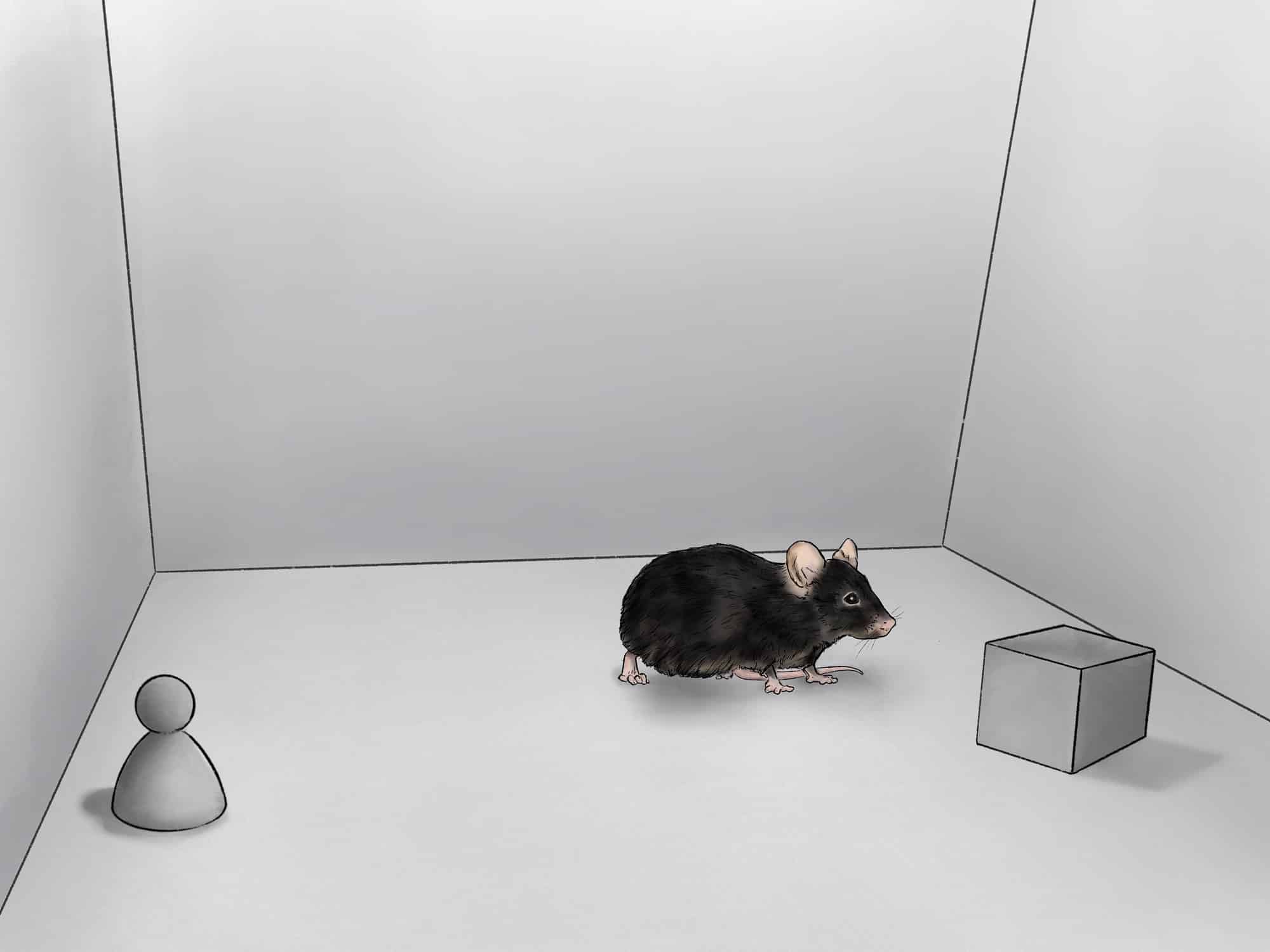 Novel Object Recognition Test Novel Object Recognition Test